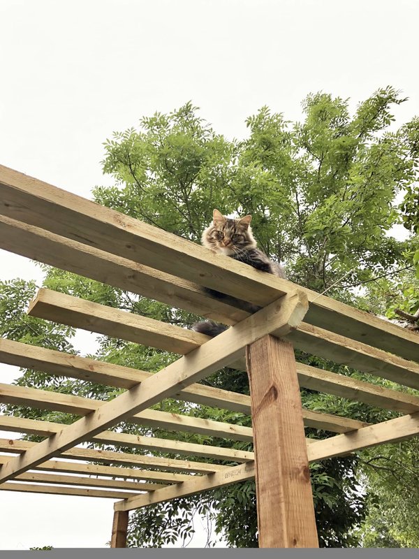 Comment choisir une pergola en kit pour votre maison ?